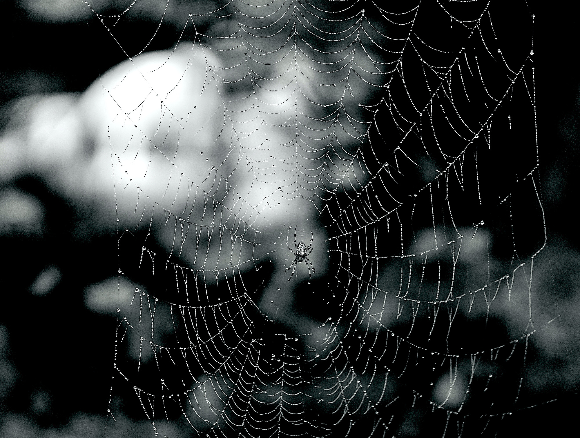 spin web - 1