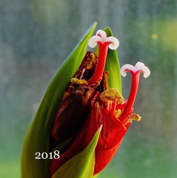 2018-bloem kopie